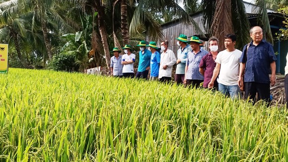 Các chuyên gia của Cty Bình Điền và Trug tâm khuyến nông các tỉnh luôn đồng hành cùng bà con nông dân áp dụng mô hình Canh tác lúa thông minh trong vụ Hè Thu 2021.