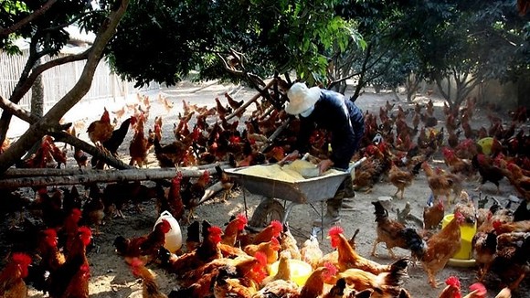 Cúm A (H5N8) xảy ra đầu tiên hộ chăn nuôi tỉnh Quảng Ngãi