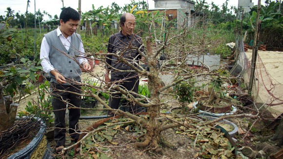 Một cây mai đã lặt lá và đang ra nụ hoa. Ảnh: NGUYỄN TRANG
