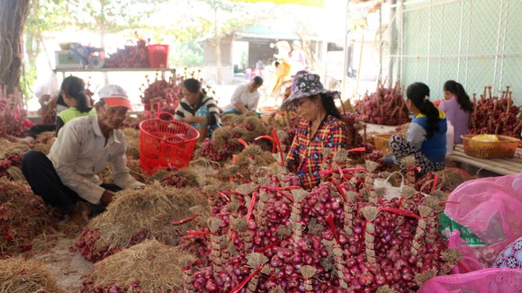 Hành tím Vĩnh Châu hiện đang tồn hơn 51.000 tấn chưa thể tiêu thụ được. Ảnh: TUẤN QUANG