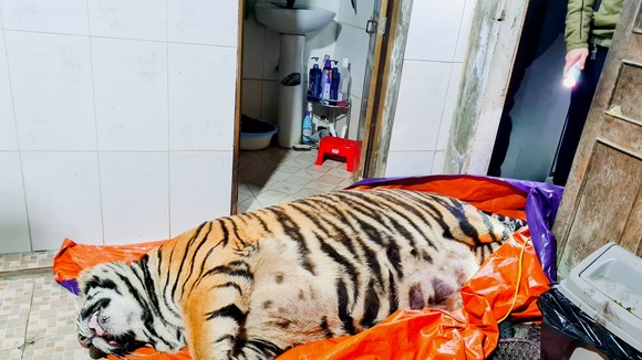 Cá thể hổ nằm bất động