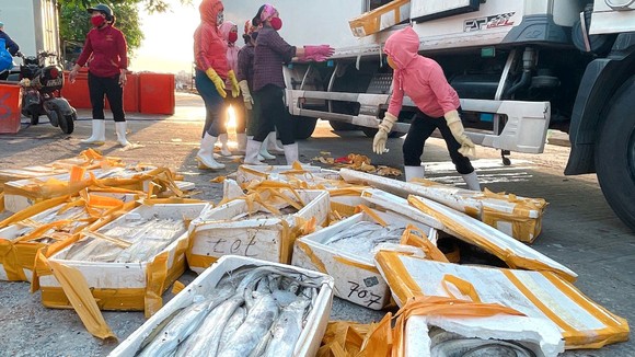 Cá hố bị trả về Cảnh Dương, bán lại với giá chỉ 5.000 đồng/kg