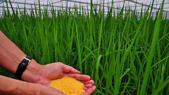 Giống “gạo vàng” biến đổi gene