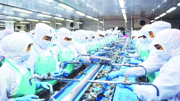 Chế biến tôm xuất khẩu ở Nhà máy Thủy sản Minh Phú, tỉnh Cà Mau
