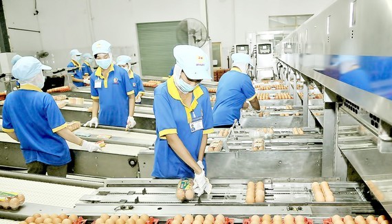 Dây chuyền đóng gói trứng thành phẩm tại một công ty. Ảnh: CAO THĂNG
