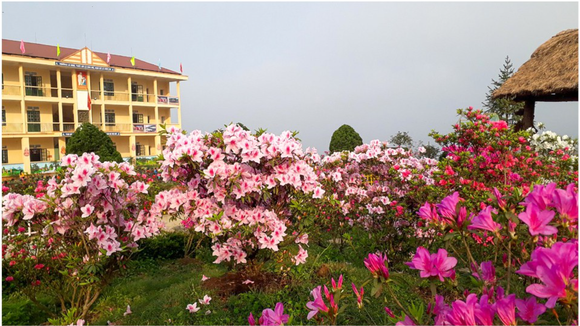 “Rhododendron school” a tourism hit in Lao Cai