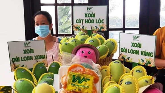 Nhiều diện tích xoài ở Đồng Tháp trồng theo tiêu chuẩn VietGAP có truy xuất nguồn gốc, cấp mã vùng trồng. Ảnh: HUỲNH LỢI