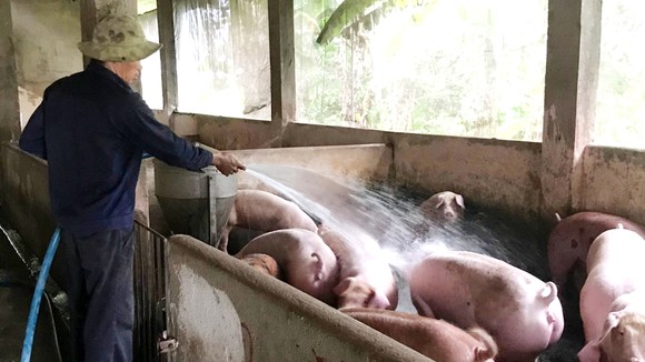 Người chăn nuôi heo ở huyện Xuân Lộc (Đồng Nai)