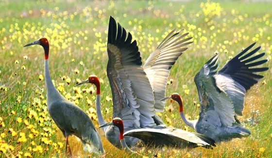 Red-headed crane is among the largest and heaviest cranes. (Photo: SGGP)