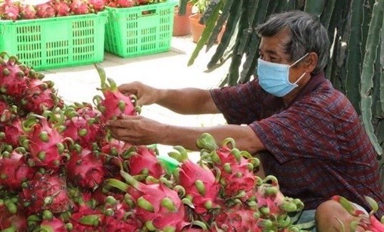 Dragon fruit is among fresh Vietnamese fruits that are allowed to enter the US market. (Photo: VNA)