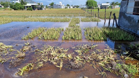 Hàng chục hécta cây nha đam ở phường Văn Hải (Ninh Thuận) bị ngập úng.