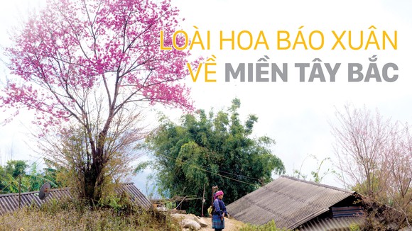 Loài hoa báo xuân về miền Tây Bắc