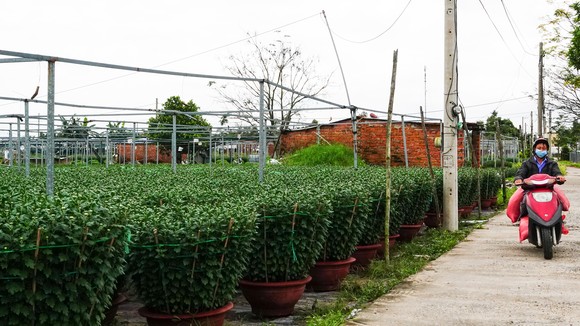 Các hộ trồng hoa ở làng Vân Dương (xã Hòa Liên, huyện Hòa Vang) nằm rải rác xung quanh con đường tại xã