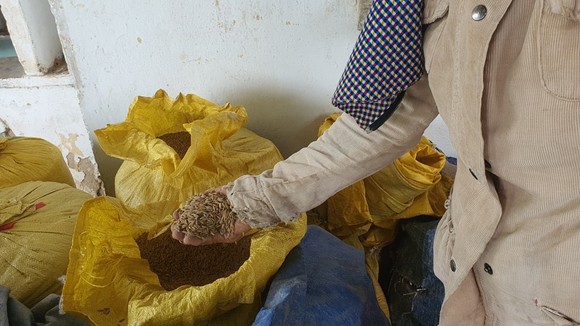 1,9ha lúa bị nhuộm đen