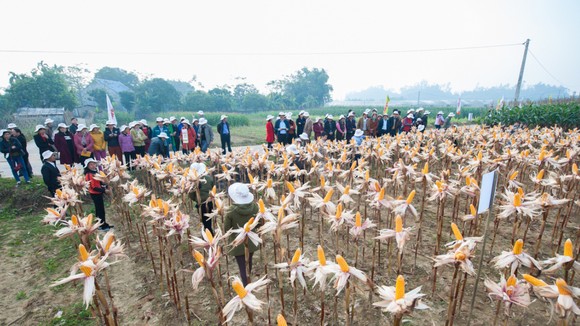 Nông dân ở các địa phương tham quan mô hình trồng bắp làm thức ăn chăn nuôi tại tỉnh Thái Nguyên
