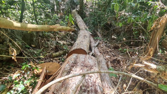 UBND tỉnh Quảng Bình yêu cầu xử lý nghiêm vụ việc phá rừng phòng hộ huyện Quảng Ninh