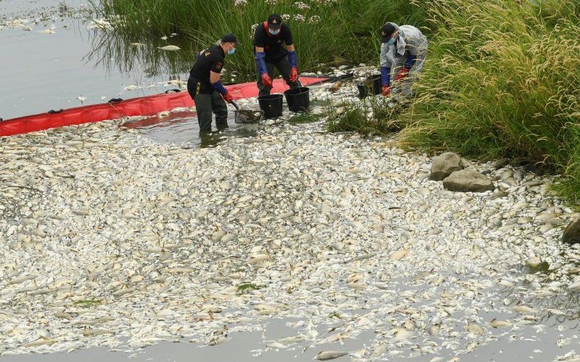 工作人員在河流域打撈死魚。