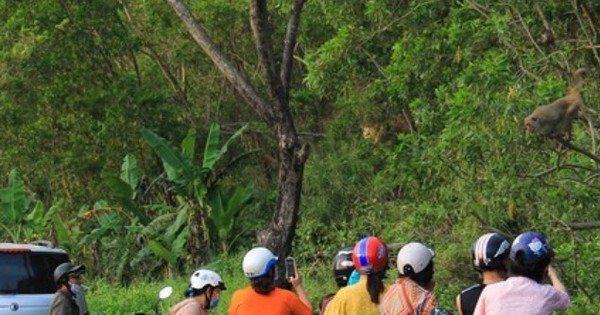 Không cho khỉ ăn để bảo vệ đàn khỉ trên bán đảo Sơn Trà