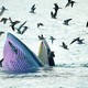  Nghiên cứu, bảo vệ đàn cá voi kiếm ăn 20 ngày ven biển Đề Gi 