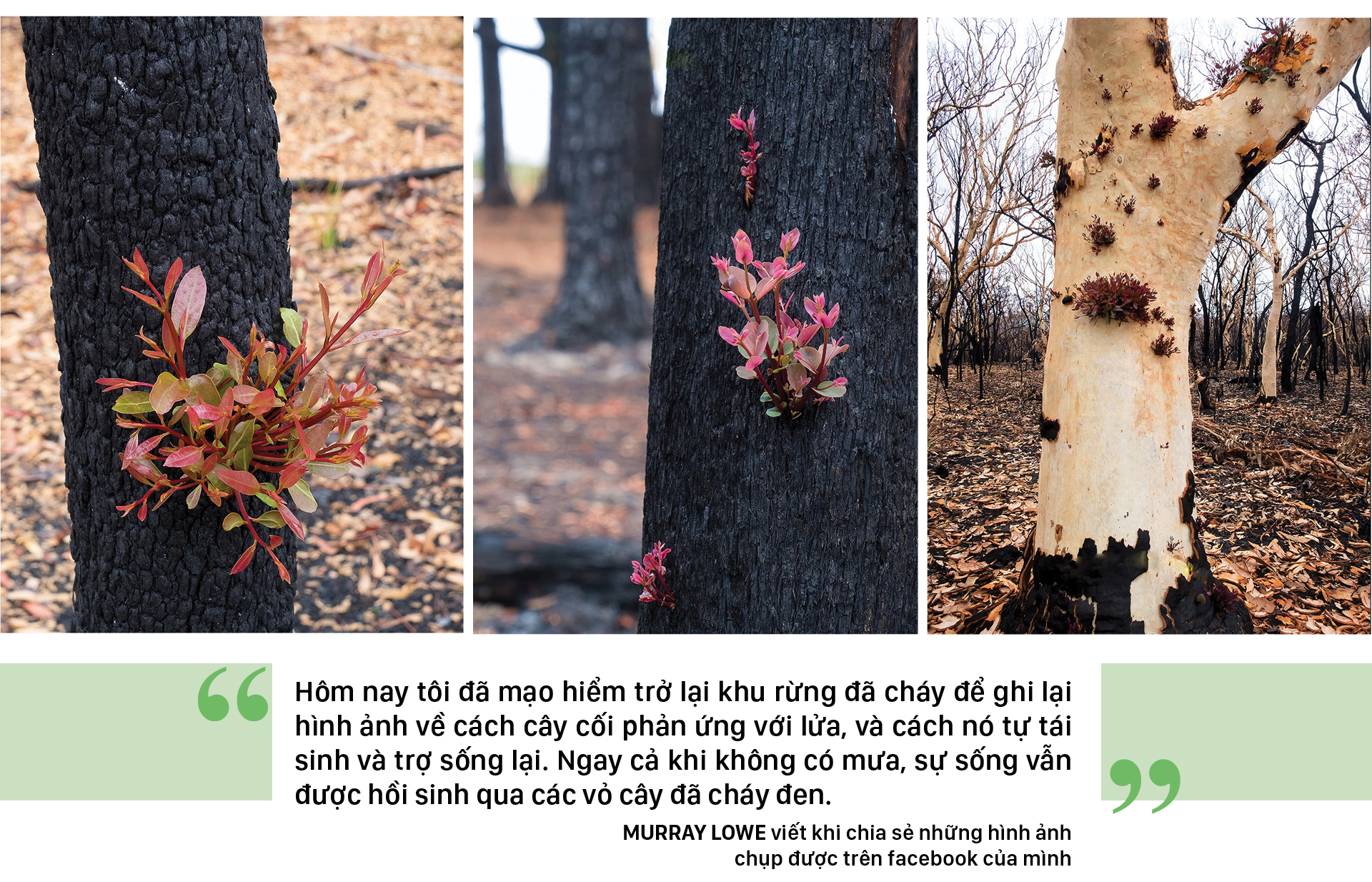 Australia - Sự sống hồi sinh sau thảm họa cháy rừng ảnh 2