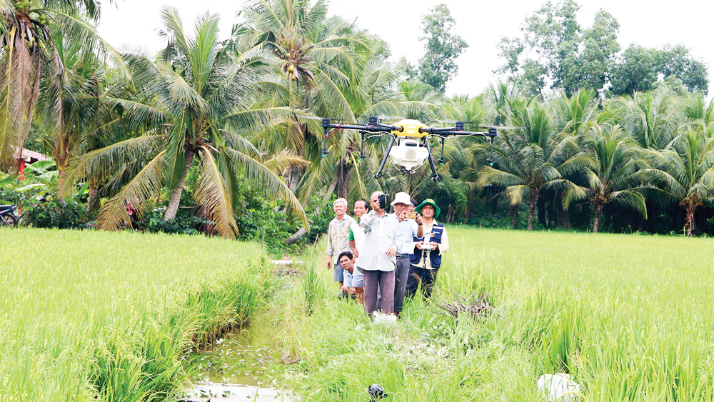 Nông dân Hậu Giang điều khiển máy bay phun thuốc trên ruộng lúa