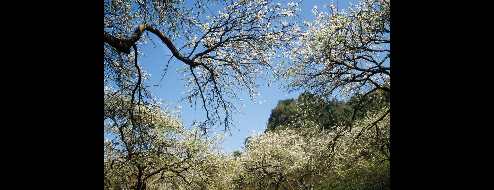 Lên non du xuân ảnh 1