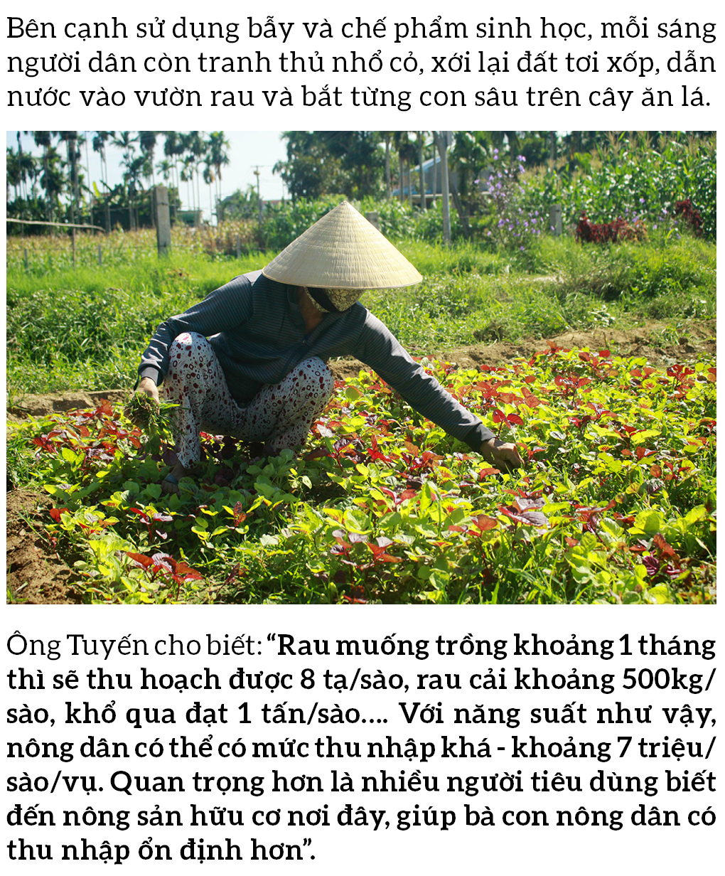 Nông dân tự làm bẫy sinh học, trừ sâu thảo mộc để trồng rau hữu cơ ảnh 13