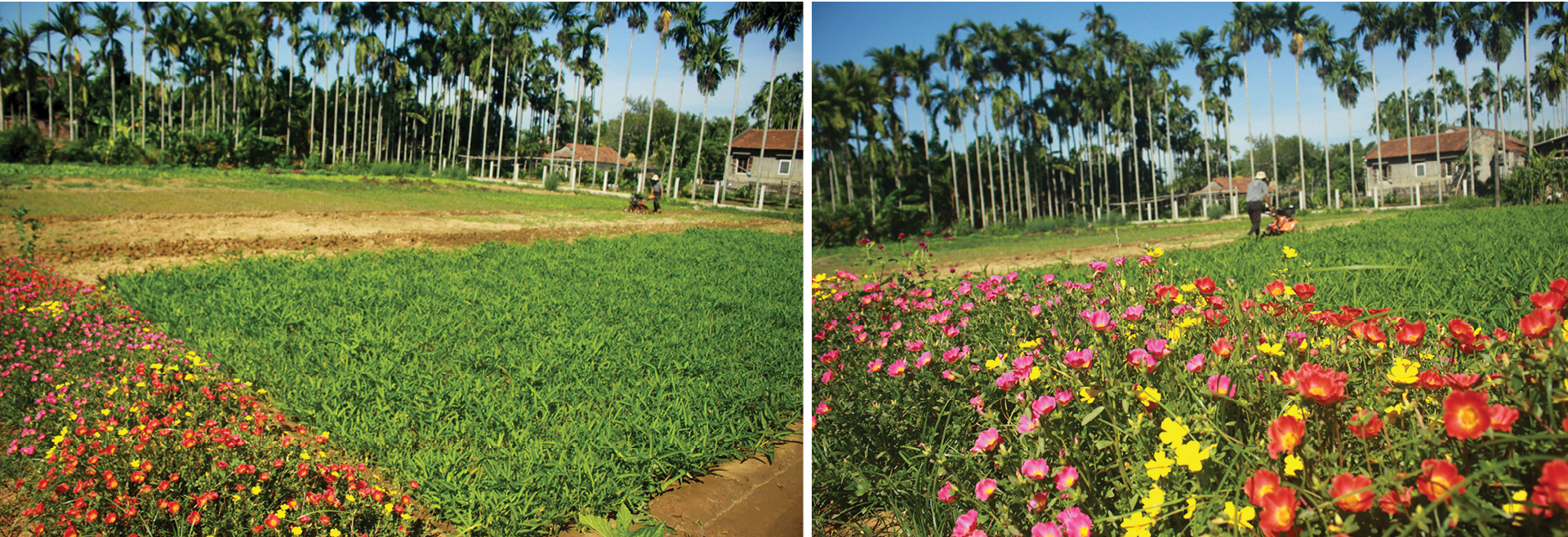 Nông dân tự làm bẫy sinh học, trừ sâu thảo mộc để trồng rau hữu cơ ảnh 3