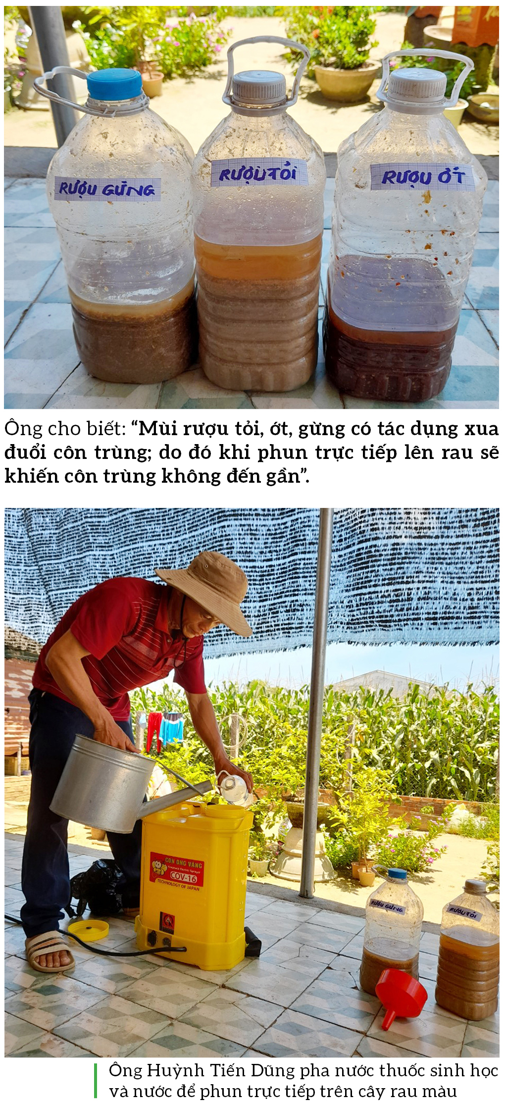 Nông dân tự làm bẫy sinh học, trừ sâu thảo mộc để trồng rau hữu cơ ảnh 10