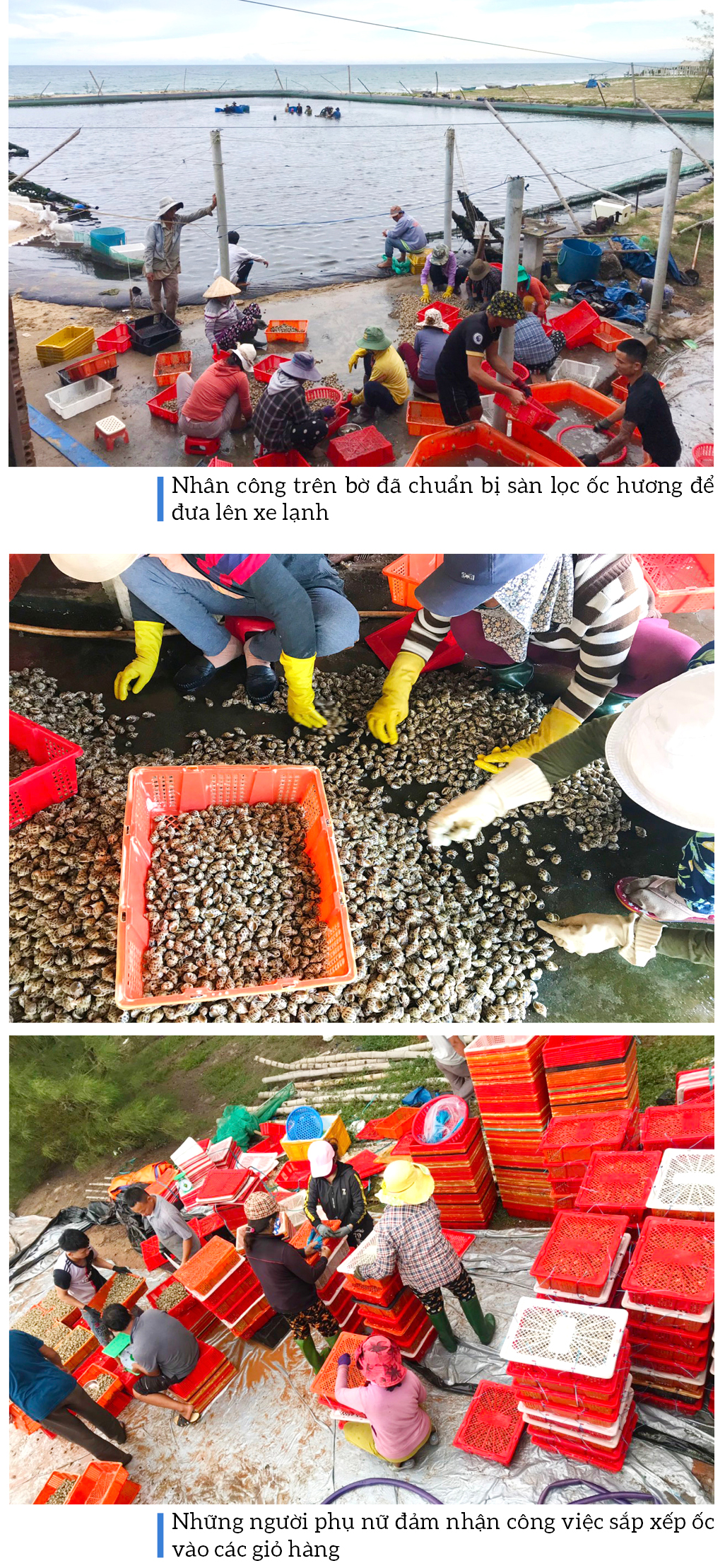 Thu hoạch ốc hương trước mùa mưa bão ảnh 12