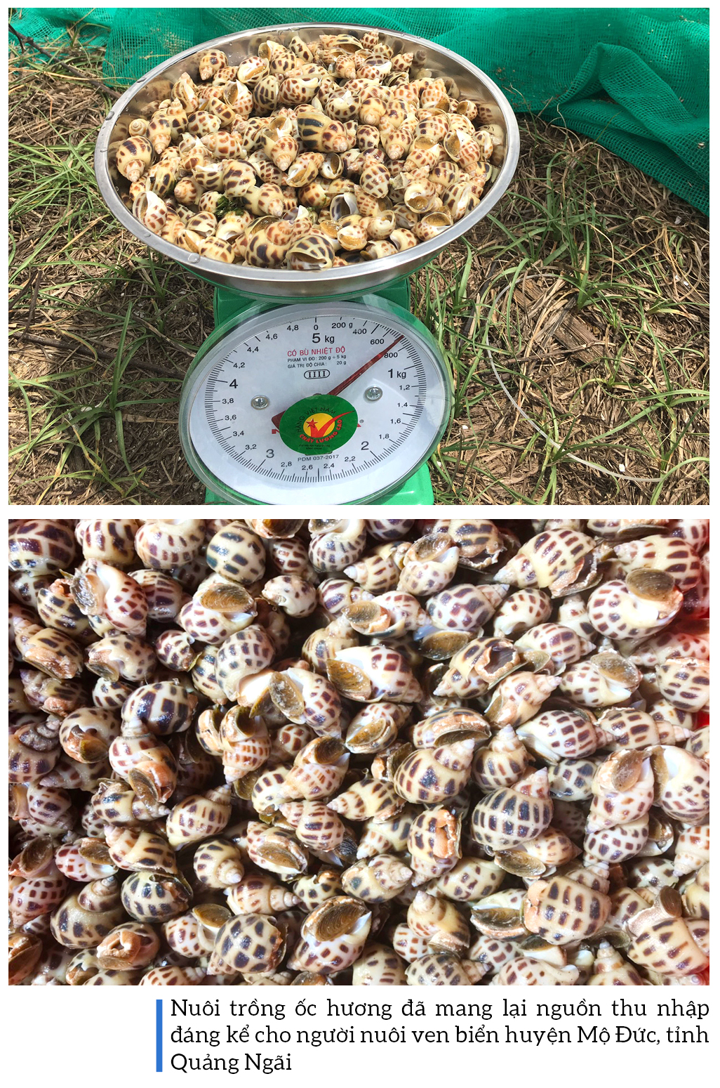 Thu hoạch ốc hương trước mùa mưa bão ảnh 15