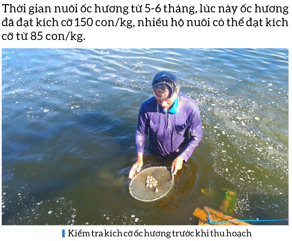Thu hoạch ốc hương trước mùa mưa bão ảnh 2