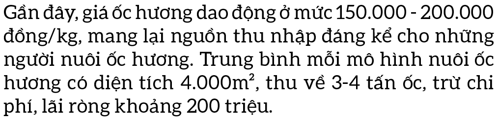 Thu hoạch ốc hương trước mùa mưa bão ảnh 3