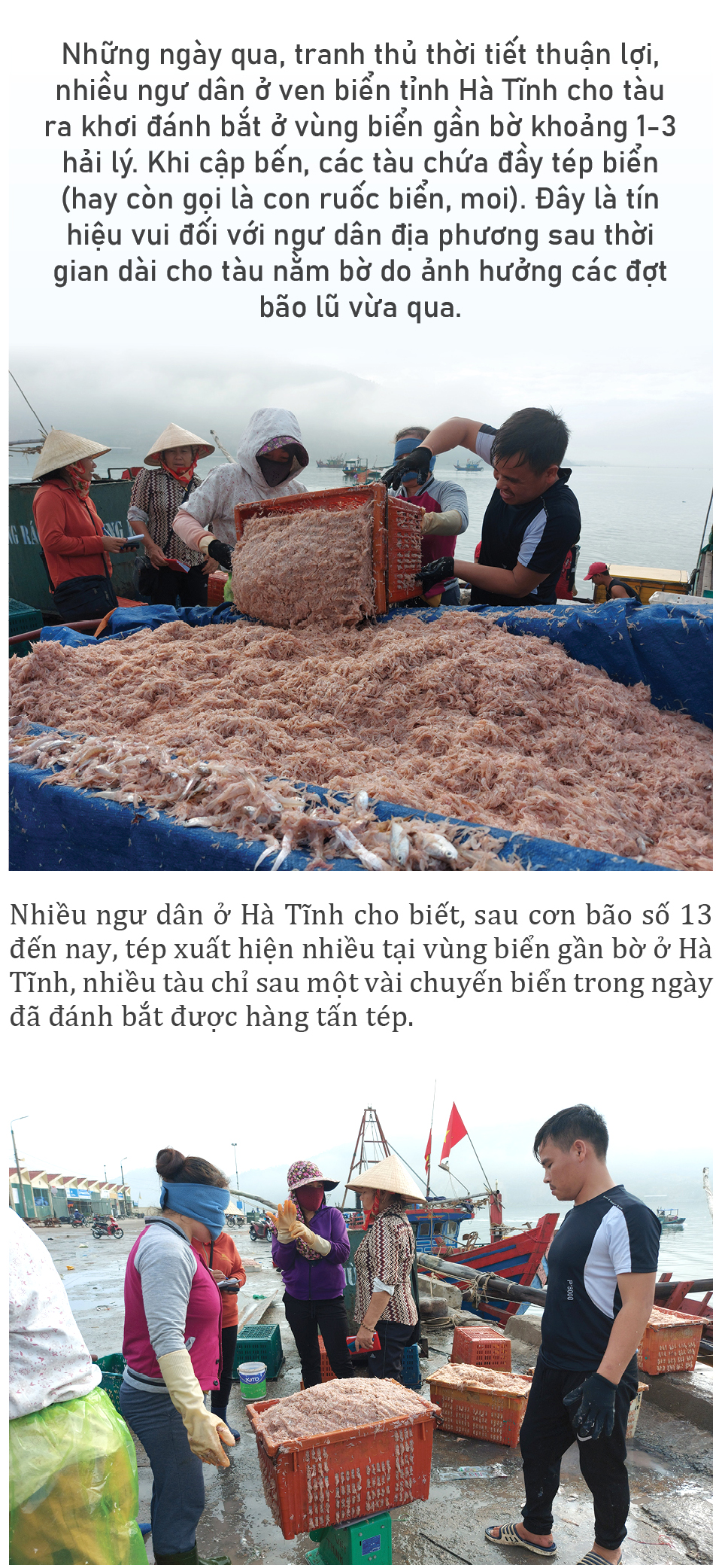 Ngư dân trúng đậm tép biển ảnh 1