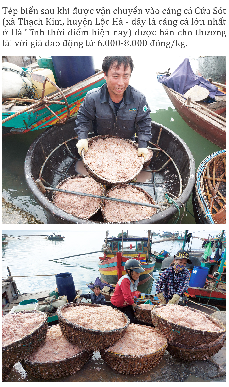 Ngư dân trúng đậm tép biển ảnh 3