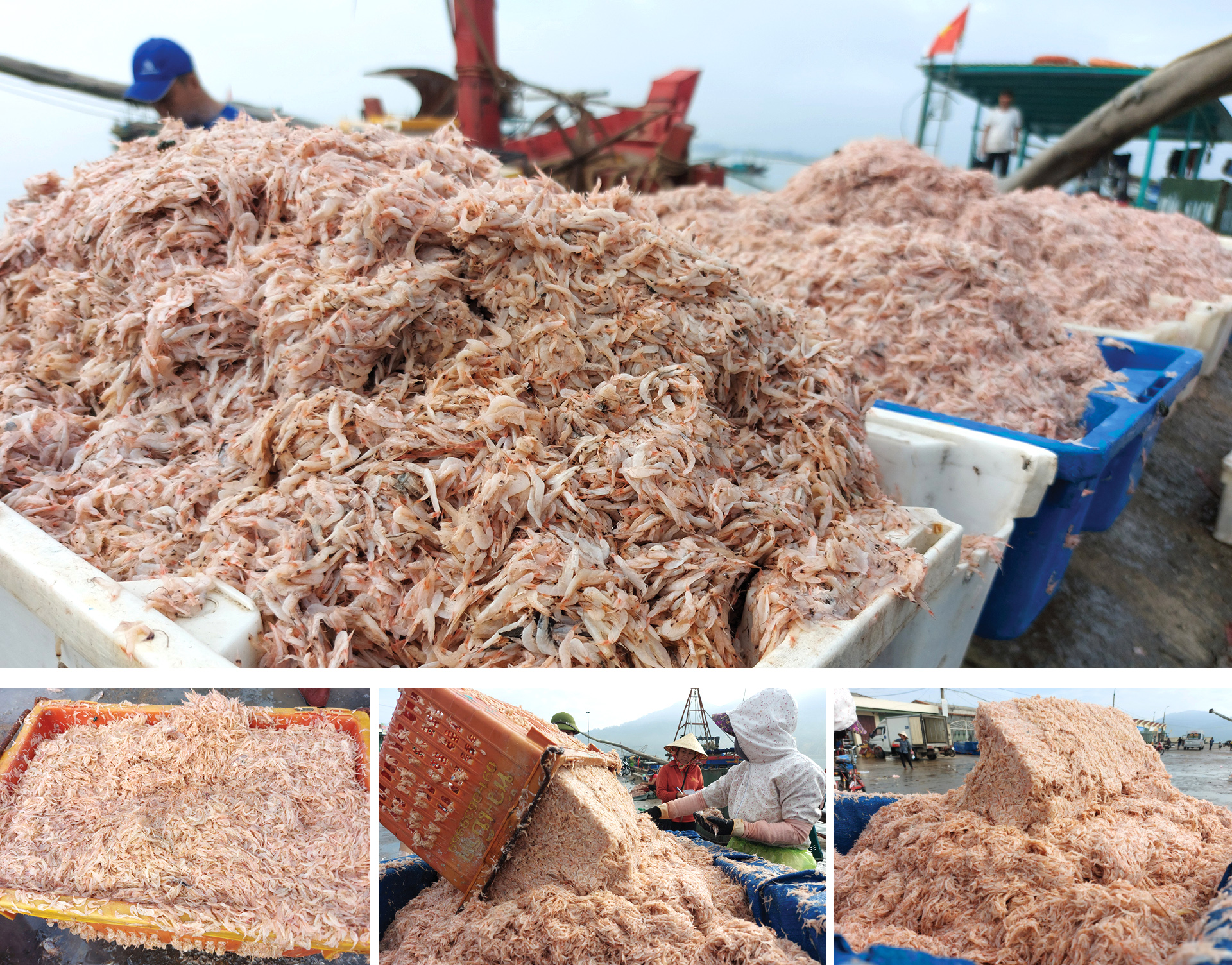 Ngư dân trúng đậm tép biển ảnh 2