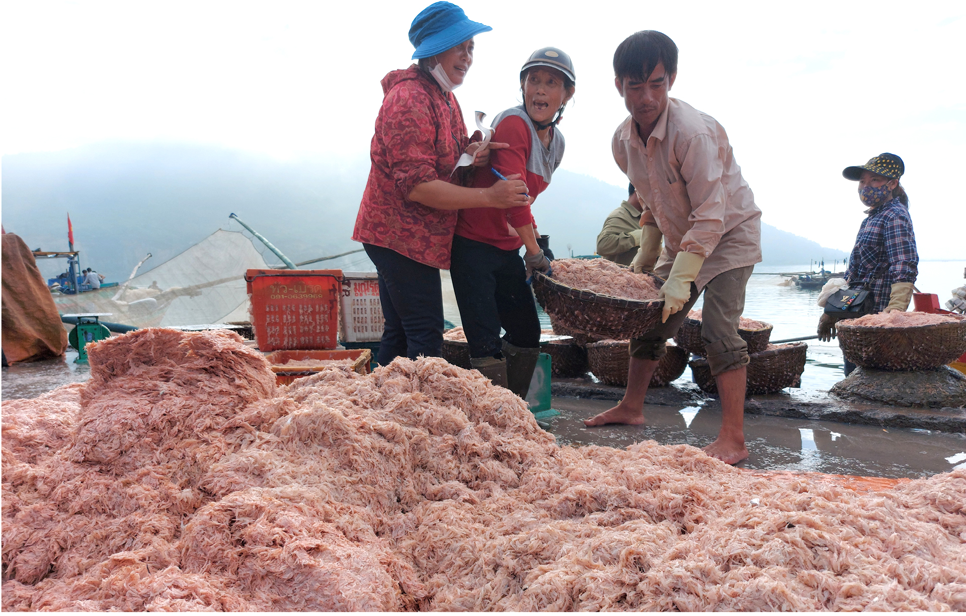 Ngư dân trúng đậm tép biển ảnh 4