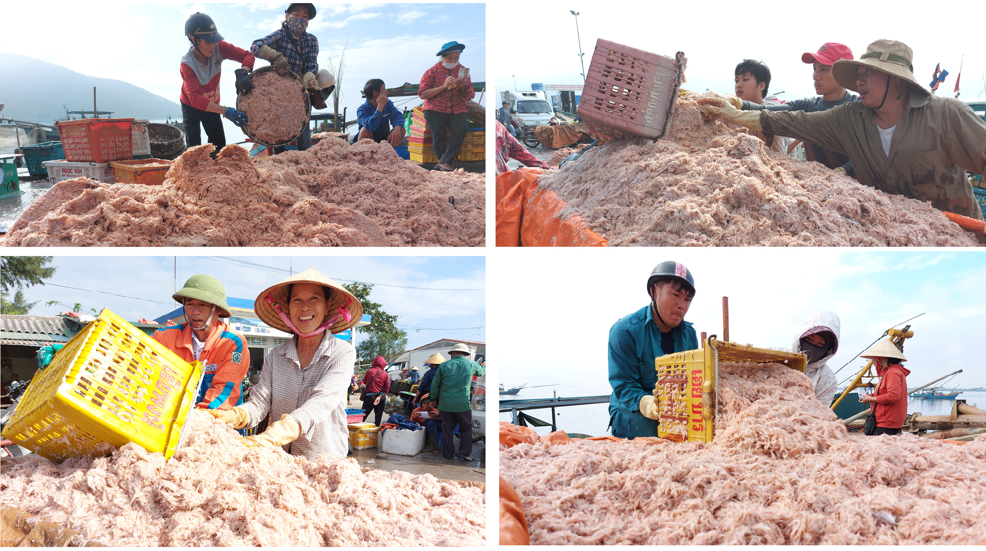 Ngư dân trúng đậm tép biển ảnh 5
