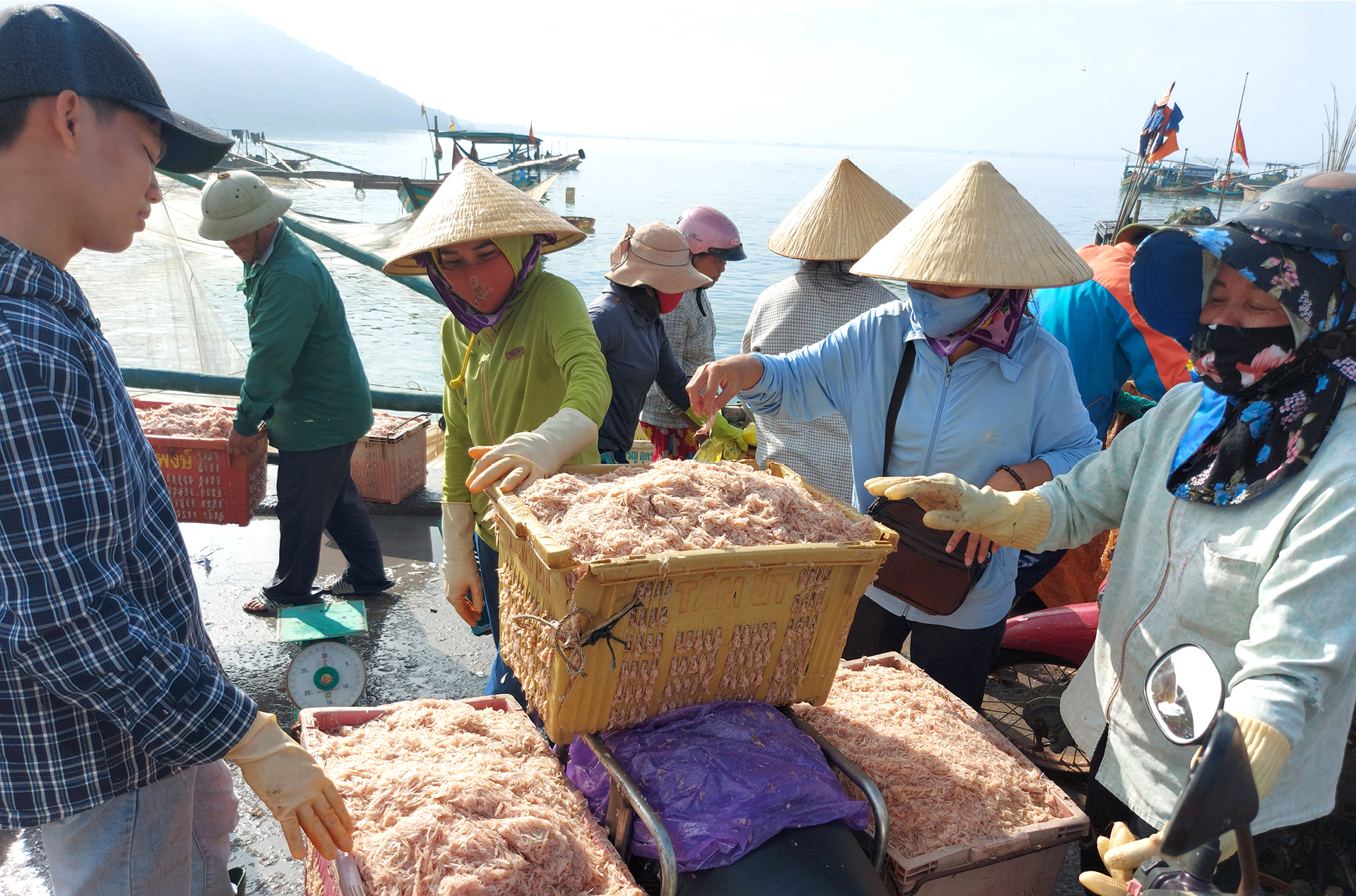 Ngư dân trúng đậm tép biển ảnh 7