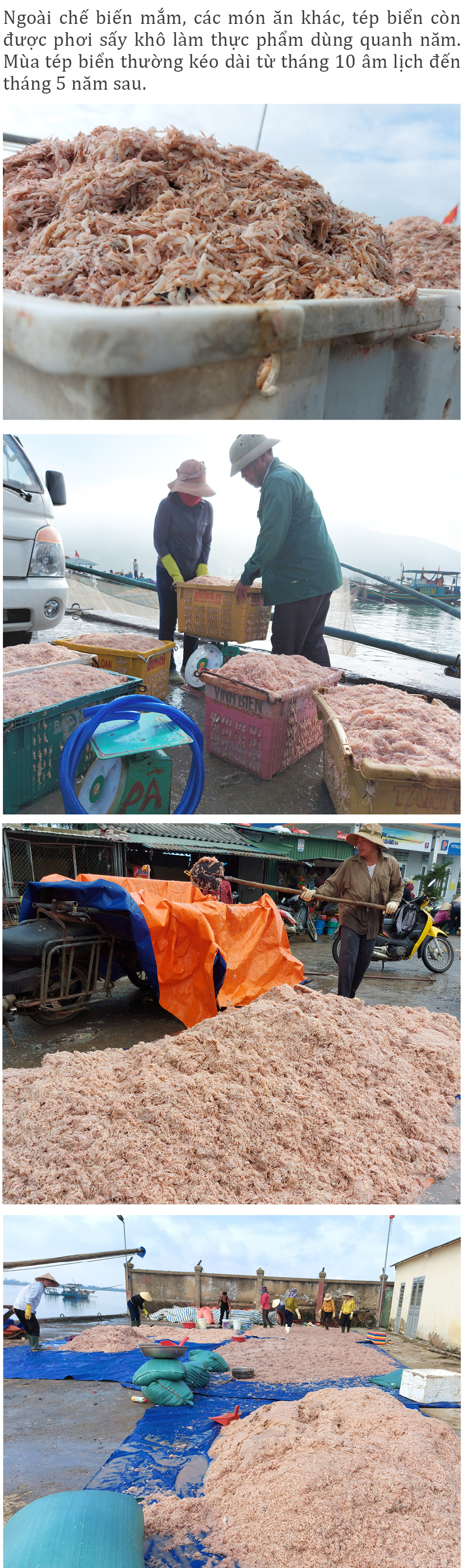 Ngư dân trúng đậm tép biển ảnh 8