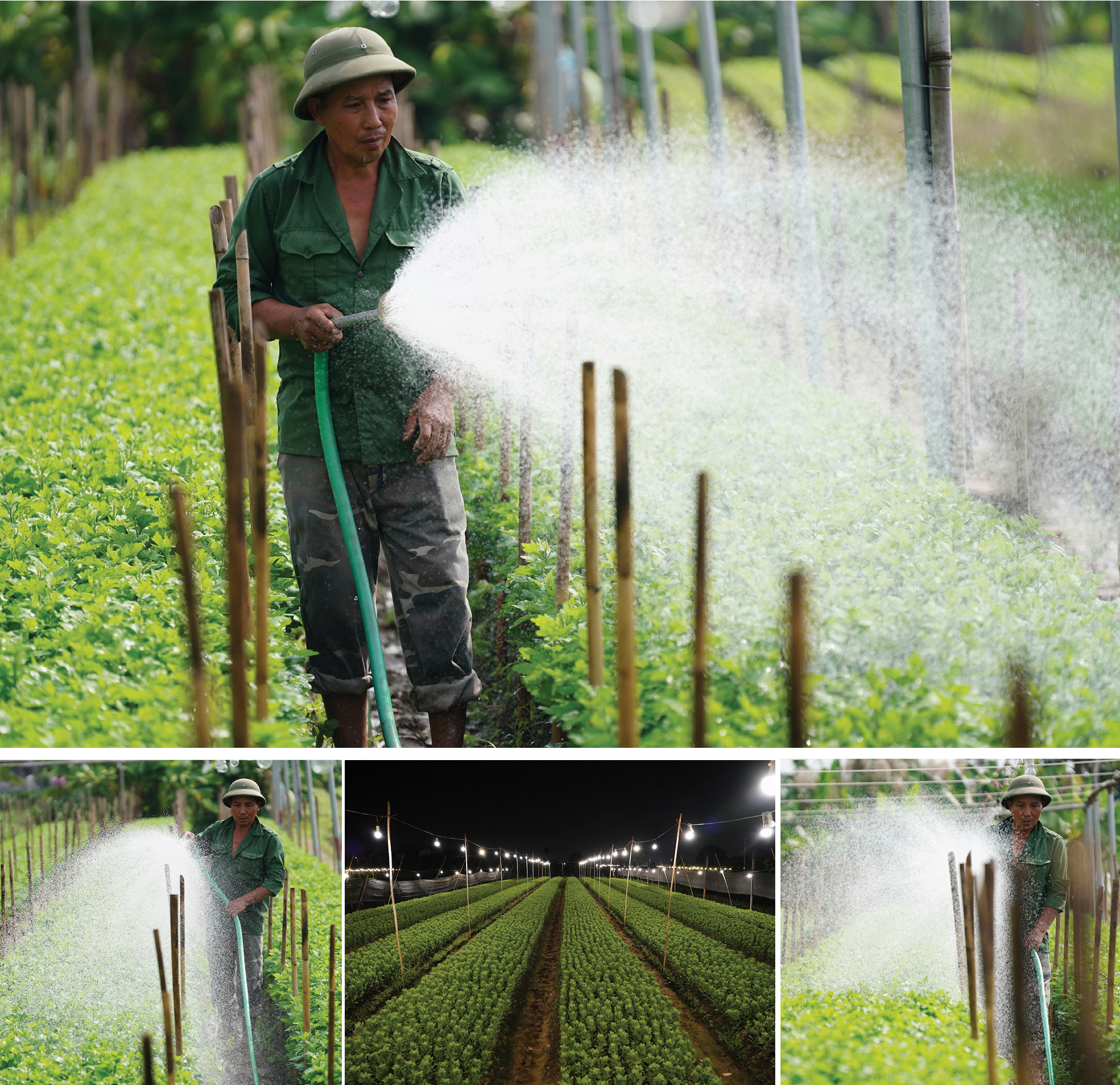 Cúc Họa mi từ vườn xuống phố ảnh 2