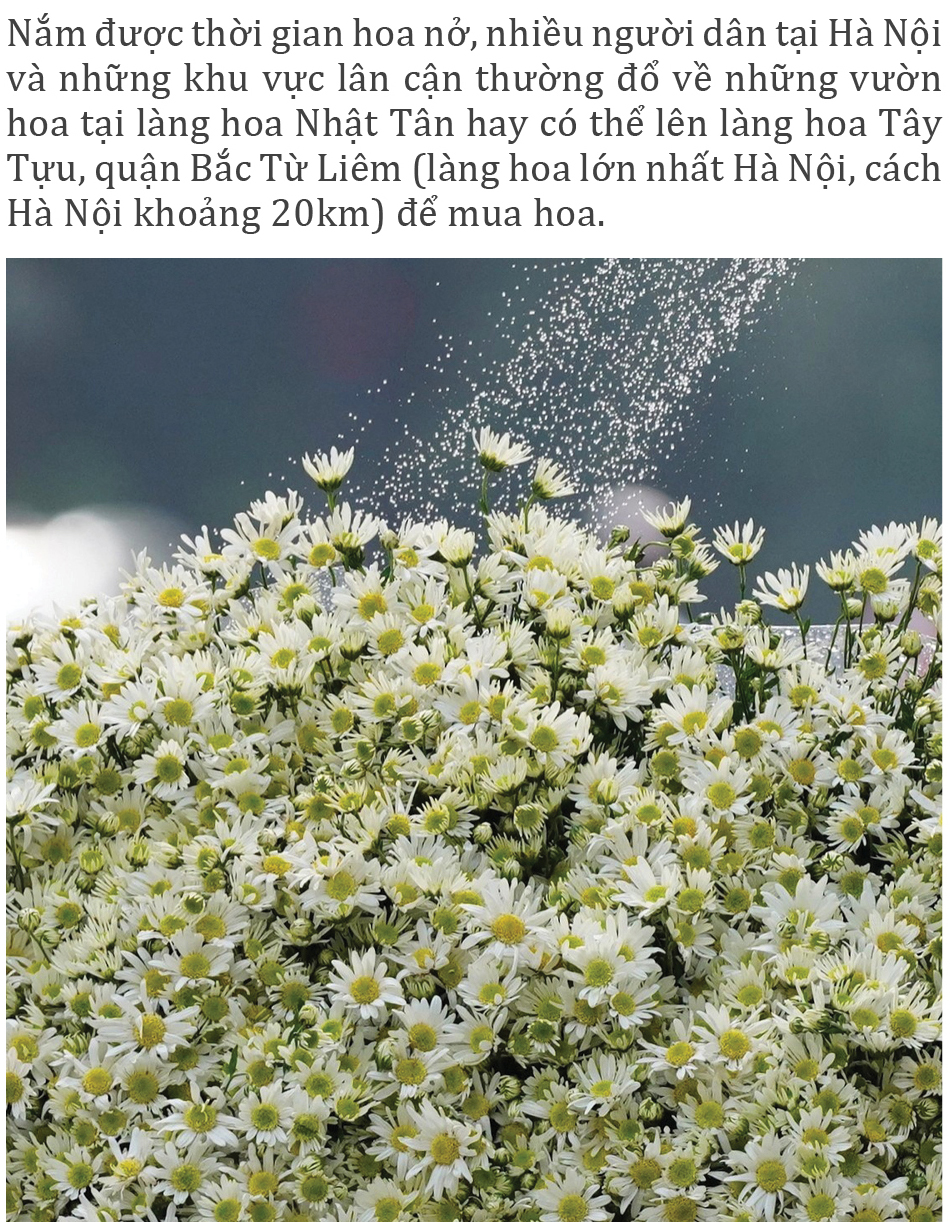 Cúc Họa mi từ vườn xuống phố ảnh 5