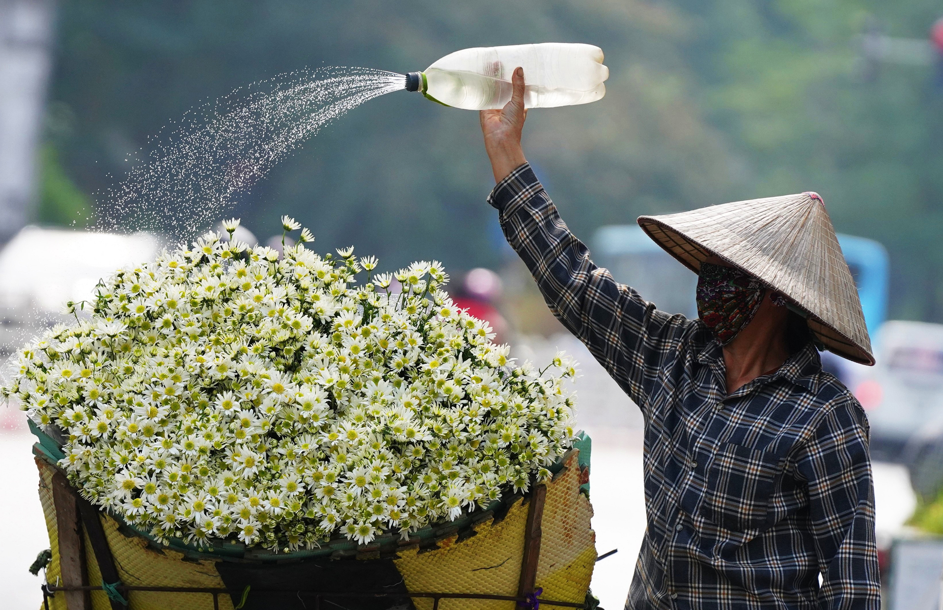 Cúc Họa mi từ vườn xuống phố ảnh 8