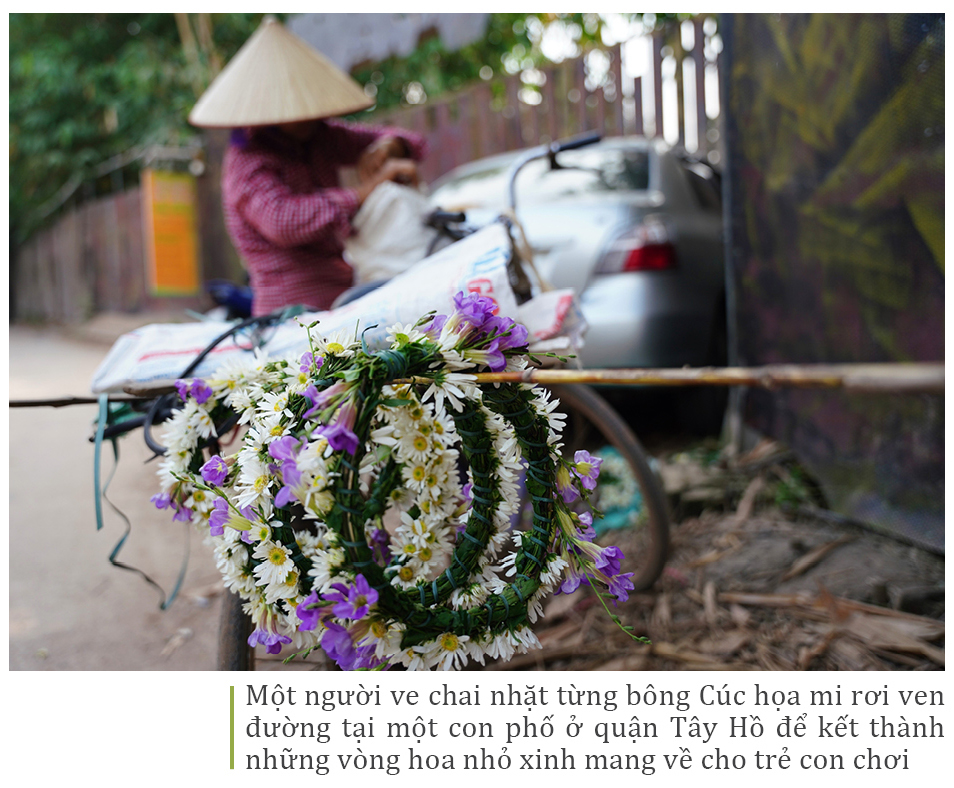 Cúc Họa mi từ vườn xuống phố ảnh 10