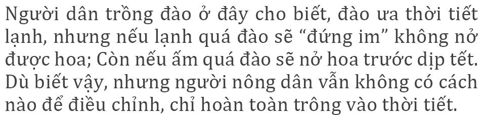Làng đào La Cả vào mùa tuốt lá ảnh 11