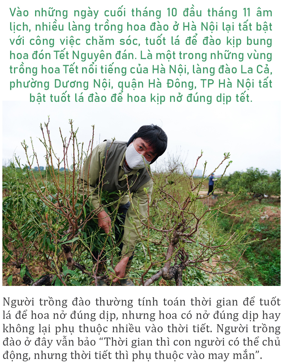 Làng đào La Cả vào mùa tuốt lá ảnh 1