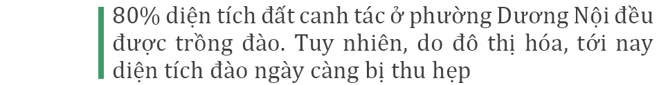 Làng đào La Cả vào mùa tuốt lá ảnh 3