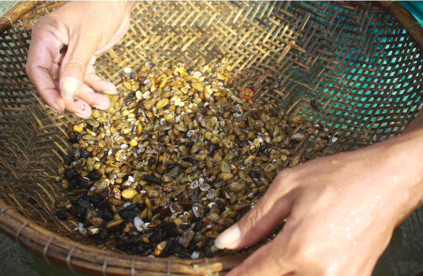Dầm mình cào don dưới sông Trà Khúc ảnh 14