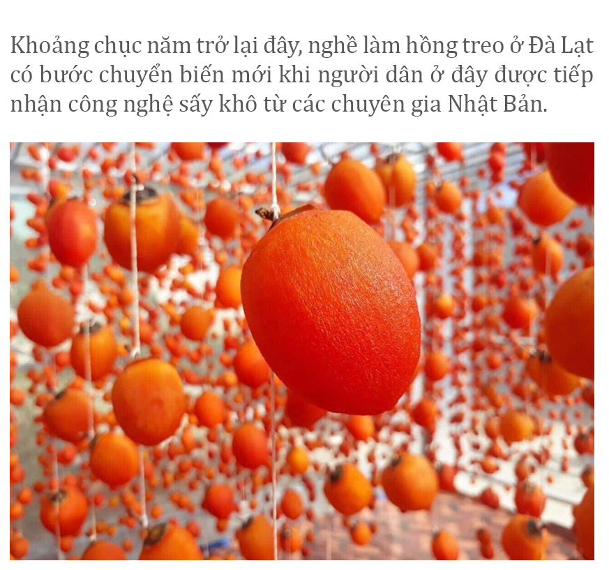 Đà Lạt mùa hồng trái ảnh 11