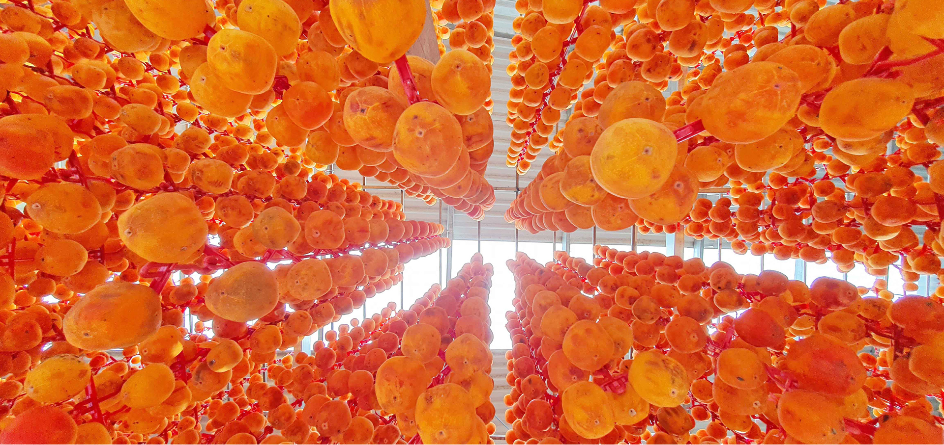Đà Lạt mùa hồng trái ảnh 12